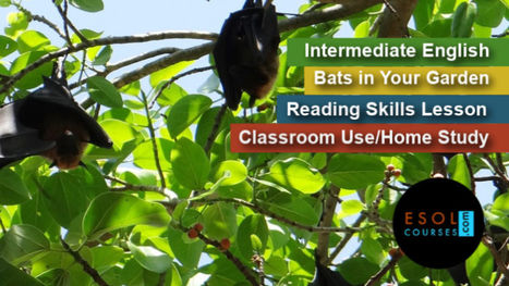 Intermediate ESL Reading - Bats in Your Garden | Reading Resources for ELT | Scoop.it