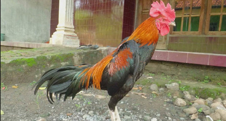 Manfaat Yang Dimiliki Air Garam Untuk Ayam Adua