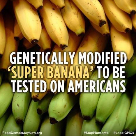 THIS GRAND EXPERIMENT ON HUMANITY MUST STOP: Bill Gates Funds Risky, Untested, Unregulated GMO Bananas and Rice | YOUR FOOD, YOUR ENVIRONMENT, YOUR HEALTH: #Biotech #GMOs #Pesticides #Chemicals #FactoryFarms #CAFOs #BigFood | Scoop.it