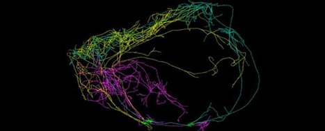 Giant Neuron Found That Wraps Around the Entire Circumference of the Brain | Amazing Science | Scoop.it