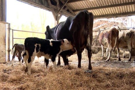 VIDEO. S'adapter ou dispara&icirc;tre, l'&eacute;levage confront&eacute; au climat qui change | Elevage et environnement | Scoop.it