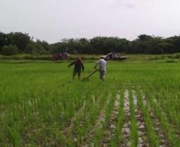 VENEZUELA: AgroEnlace - Transmisión en vivo | System of Rice Intensification (SRI) | SRI Global News ++ March - May 2025    System of Rice Intensification (SRI) | Scoop.it