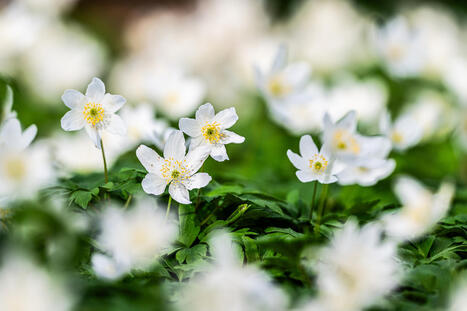 Kev&auml;t on saapunut koko maahan! Hyttyset kuoriutuneet Inarissakin | 1Uutiset - Lukemisen t&auml;hden | Scoop.it