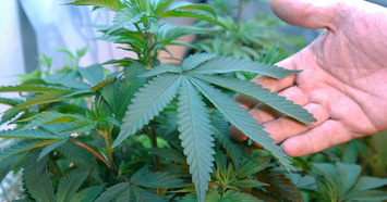 How Do Police Detect Driving While High on Pot? | DUI | Scoop.it