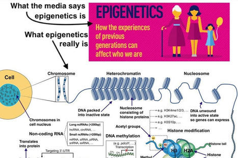 You can’t take it with you: straight talk about epigenetics and intergenerational trauma | ToK Essays Nov 2024 | Scoop.it