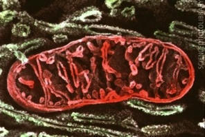 Mitochondries : une immense voie de recherche s'ouvre en médecine et en biologie...  | Actualités pour Hémisphères Gauche et Droit | Scoop.it