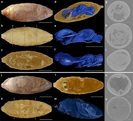Parasites preserved in mineralized fossils | Amazing Science | Scoop.it