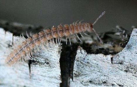 Diplopode : Polydesmus | Variétés entomologiques | Scoop.it