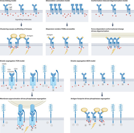 Towards a unifying model for B-cell receptor triggering | Nature Reviews Immunology | Immunology | Scoop.it