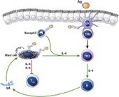 Fifty years later: Emerging functions of IgE antibodies in host defense, immune regulation, and allergic diseases - Journal of Allergy and Clinical Immunology | Allergy (and clinical immunology) | Scoop.it