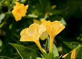 Night-Scented Flowers | Gardening Life | Scoop.it