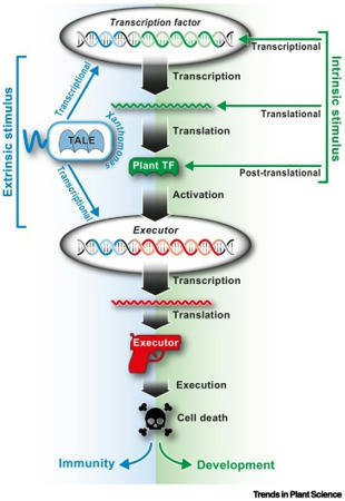 TALE-induced cell death executors: an origin outside immunity? - Trends Plant Sci. | TAL effector science | Scoop.it