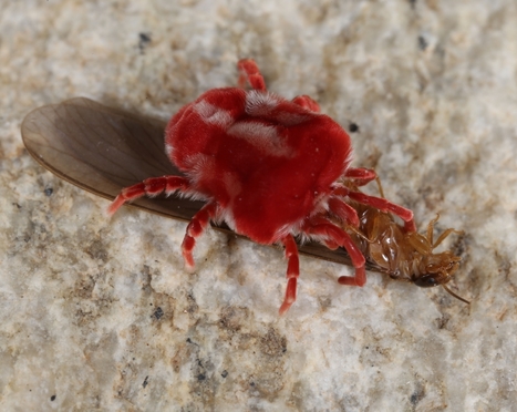 Cet acarien g&eacute;ant n'a pratiquement aucun pr&eacute;dateur : &Agrave; la rencontre d'un arthropode qui a le go&ucirc;t (amer) de la quinine et du piment habanero ! | EntomoNews | Scoop.it