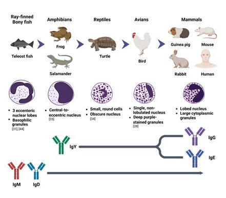 ontogenesis and heterogeneity of basophils | Discovery Immunology | Oxford Academic | Immunology | Scoop.it