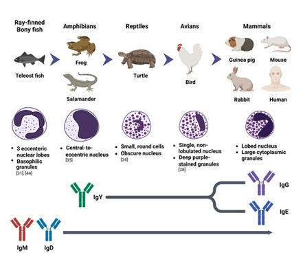 ontogenesis and heterogeneity of basophils | Discovery Immunology | Oxford Academic | Allergy (and clinical immunology) | Scoop.it