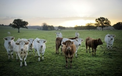 Agriculture : soigner les animaux par les plantes menacé par la réglementation | La Cabane aux Arômes | Scoop.it