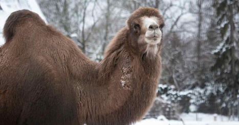 Suurin on joukosta poissa: Korkeasaaren i&auml;k&auml;s Abu-kameli on jouduttu lopettamaan | Uusimaa | Yle | 1Uutiset - Lukemisen t&auml;hden | Scoop.it