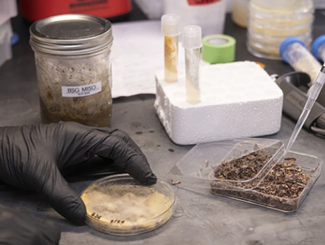 Engineering resilient food systems in a warming world | nat | RMH | Scoop.it