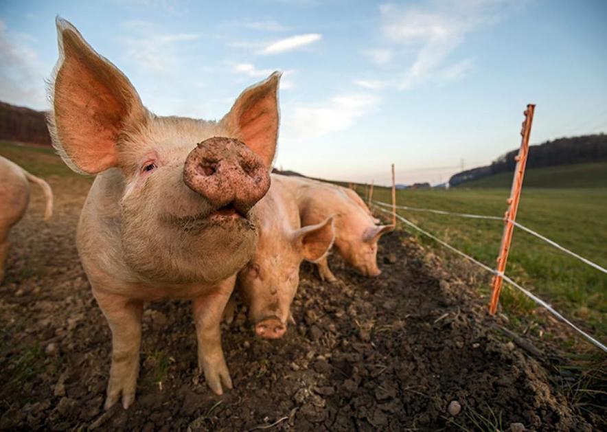 Счастливые мясные фермы. Парицы ферма мясо. Happy meat Farms модифицированные животные.