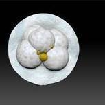 Reconstruction and 3D printing of the human embryo - University Hospital of Montpellier | Bioscience News - GEG Tech top picks | Scoop.it