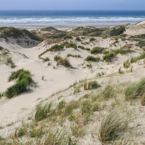 Actualisation des fiches g&eacute;n&eacute;riques des Cahiers d'habitats : le fascicule 2 consacr&eacute; aux habitats dunaires est disponible - PatriNat, centre d&rsquo;expertise et de donn&eacute;es sur le patrimoine naturel | Biodiversit&eacute; | Scoop.it