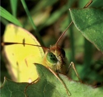 La revue Insectes : Au sommaire du nouveau numéro | Variétés entomologiques | Scoop.it