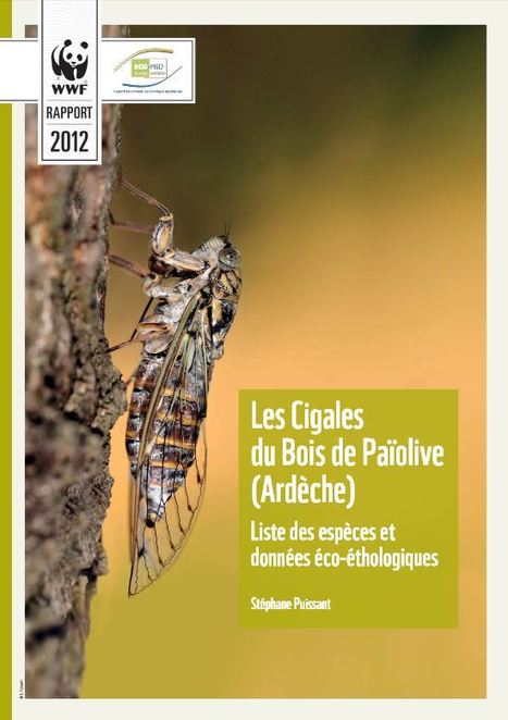 La dernière espèce de cigale découverte en France et autres cigales du Bois de Païolive, en Ardèche | Insect Archive | Scoop.it