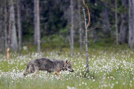 Coup d'envoi de la chasse au loup en Finlande | Biodiversité | Scoop.it