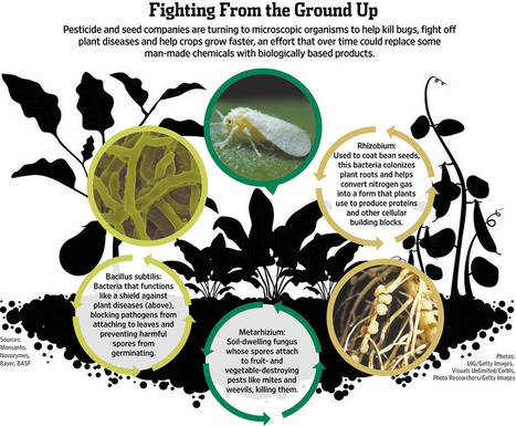 The Race Is On to Find Organic Pesticides | Vintage Living Today For A Future Tomorrow | Scoop.it