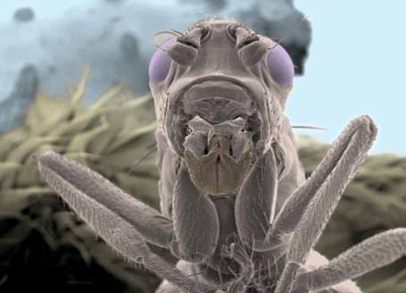 La vie extr&ecirc;me des animaux avec Thierry Berrod | Vari&eacute;t&eacute;s entomologiques | Scoop.it