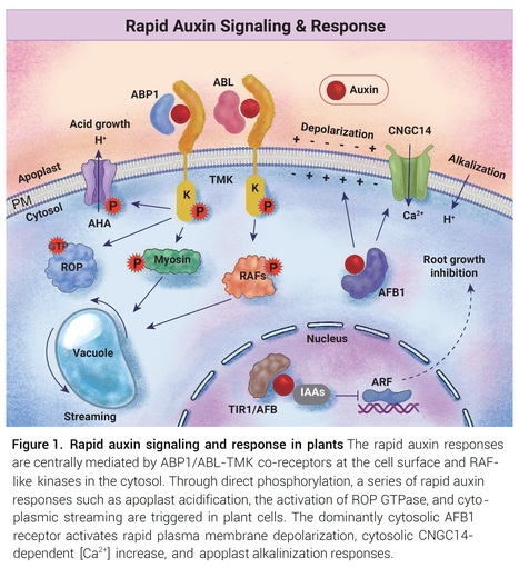 Rapid auxin signaling: An ancient and conserved response in plants - Perspective | Plant hormones (Literature sources on phytohormones and plant signalling) | Scoop.it