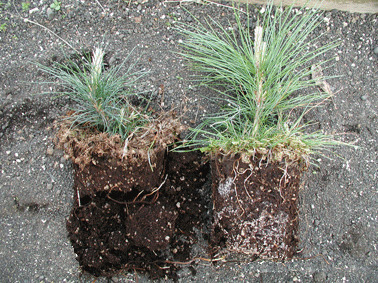 1st Molecular Mycorrhiza Meeting, Munich, 6-7 September 2012 | Plants and Microbes | Scoop.it