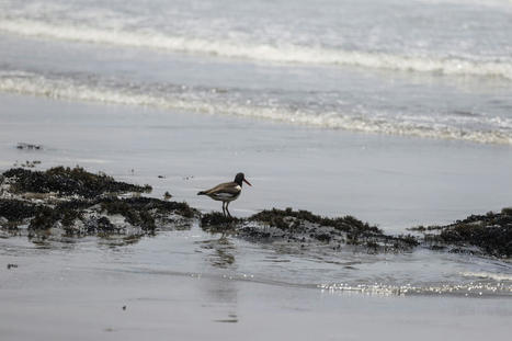 Peru's OEFA: La Pampilla's operations suspended in light of potential oil spills | News | ANDINA - Peru News Agency / le 01.02.2022 | Pollution accidentelle des eaux (+ déchets plastiques) | Scoop.it