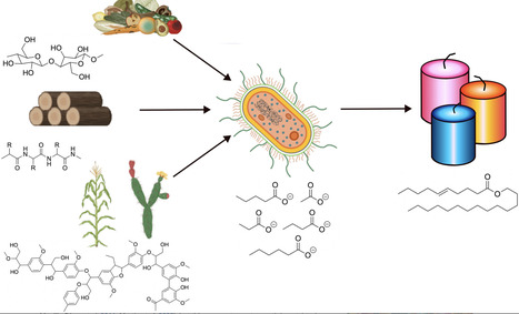 Mixed Waste Streams for Bioproduction: Exploring Bacterial Wax Ester Production in Nitrogen-Rich Acidogenic Fermentate | mbt | RMH | Scoop.it