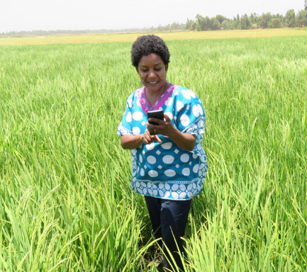KENYA: SRI-Digital App to Revolutionize Rice Farming in Mwea | SRI Global News: Nov. 2023 - Jan. 2024 **sririce.org -- System of Rice Intensification | Scoop.it