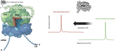 TRAINSPOTTER: profiling nascent protein N-termini indicative of bacterial translation initiation via deformylation-assisted N-terminomics | nar | RMH | Scoop.it
