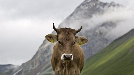 [Suisse] De la viande bio a été contaminée à la dioxine | Toxique, soyons vigilant ! | Scoop.it