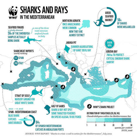 Sharks in the Mediterranean sea are the most at risk in the world, says WWF | Biodiversité | Scoop.it