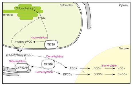 A role for TIC55 as a hydroxylase of phyllobilins, the products of chlorophyll breakdown during plant senescence | The Plant Cell | Scoop.it