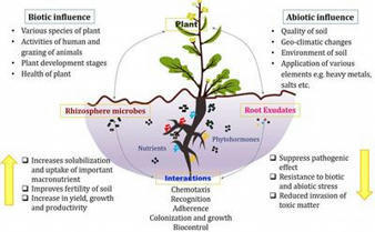 Revisiting Plant&ndash;Microbe Interactions and Microbial Consortia Application for Enhancing Sustainable Agriculture: A Review | Plant-Microbe Symbiosis | Scoop.it