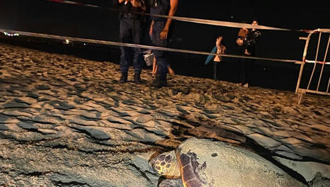 Hérault : les œufs pondus par la tortue marine sur la plage de Valras ont été mis en sécurité | Biodiversité | Scoop.it