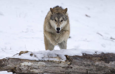 Loups&nbsp;: Le gouvernement annonce une augmentation des tirs autoris&eacute;s | Biodiversit&eacute; - @ZEHUB on Twitter | Scoop.it
