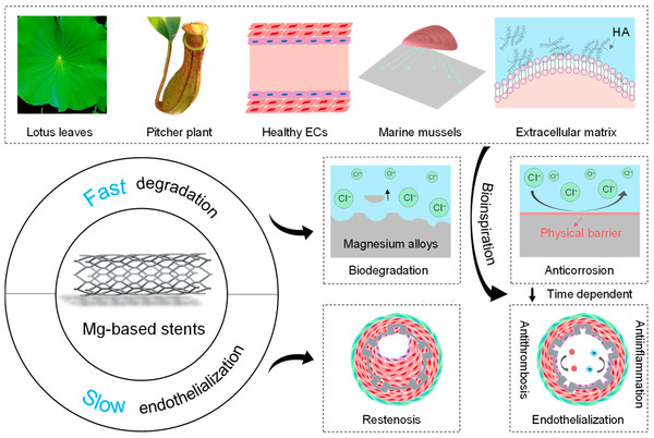 Bioinspired Strategies for Functionalization of Mg-Based Stents | Interventional Cardiology | Scoop.it