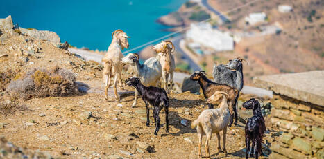 Derri&egrave;re les invasions biologiques, un remodelage silencieux des &eacute;cosyst&egrave;mes | ECOLOGIE - ENVIRONNEMENT | Scoop.it