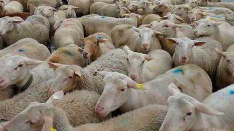 Quel avenir pour le pastoralisme en Vaucluse ? | Biodiversit&eacute; | Scoop.it