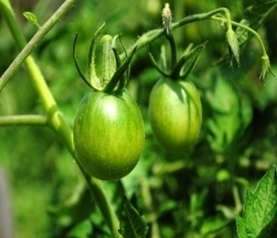 What's On Your Dinner Plate : Does Washing Produce Eliminate Pesticides? | YOUR FOOD, YOUR ENVIRONMENT, YOUR HEALTH: #Biotech #GMOs #Pesticides #Chemicals #FactoryFarms #CAFOs #BigFood | Scoop.it