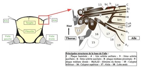Le vol chez les insectes : Anatomie de l’aile 1/2 | EntomoScience | Scoop.it