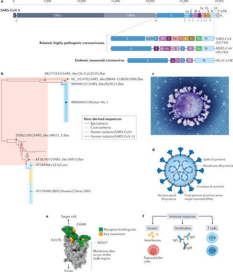 Potential long-term effects of SARS-CoV-2 infection on the pulmonary vasculature: a global perspective | Nature Reviews Cardiology | Mucosal Immunity | Scoop.it