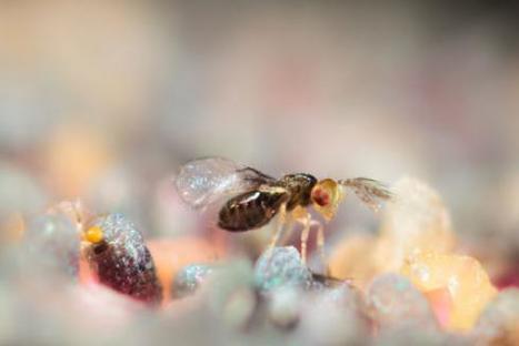 Biocontrôle. L'efficacité des trichogrammes testée dans le réseau InVivo en 2016 | EntomoNews | Scoop.it