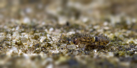 « Mon premier collembole-hérisson » | Variétés entomologiques | Scoop.it